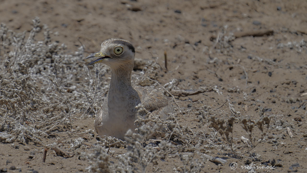 Peruvian thick-knee