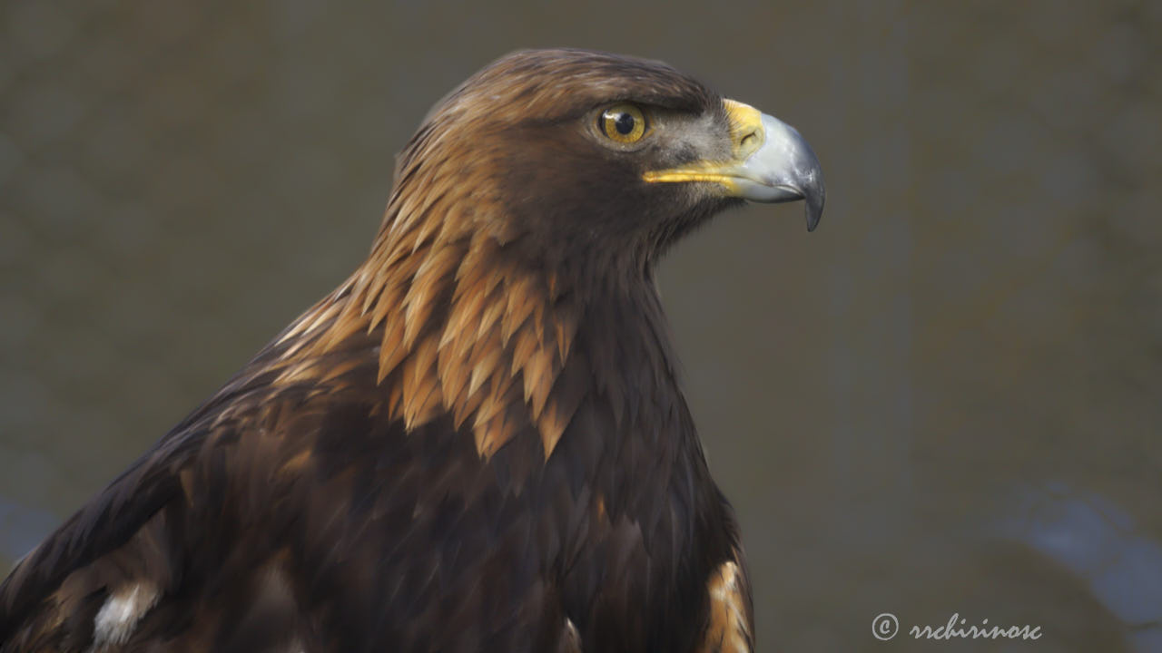 Golden eagle