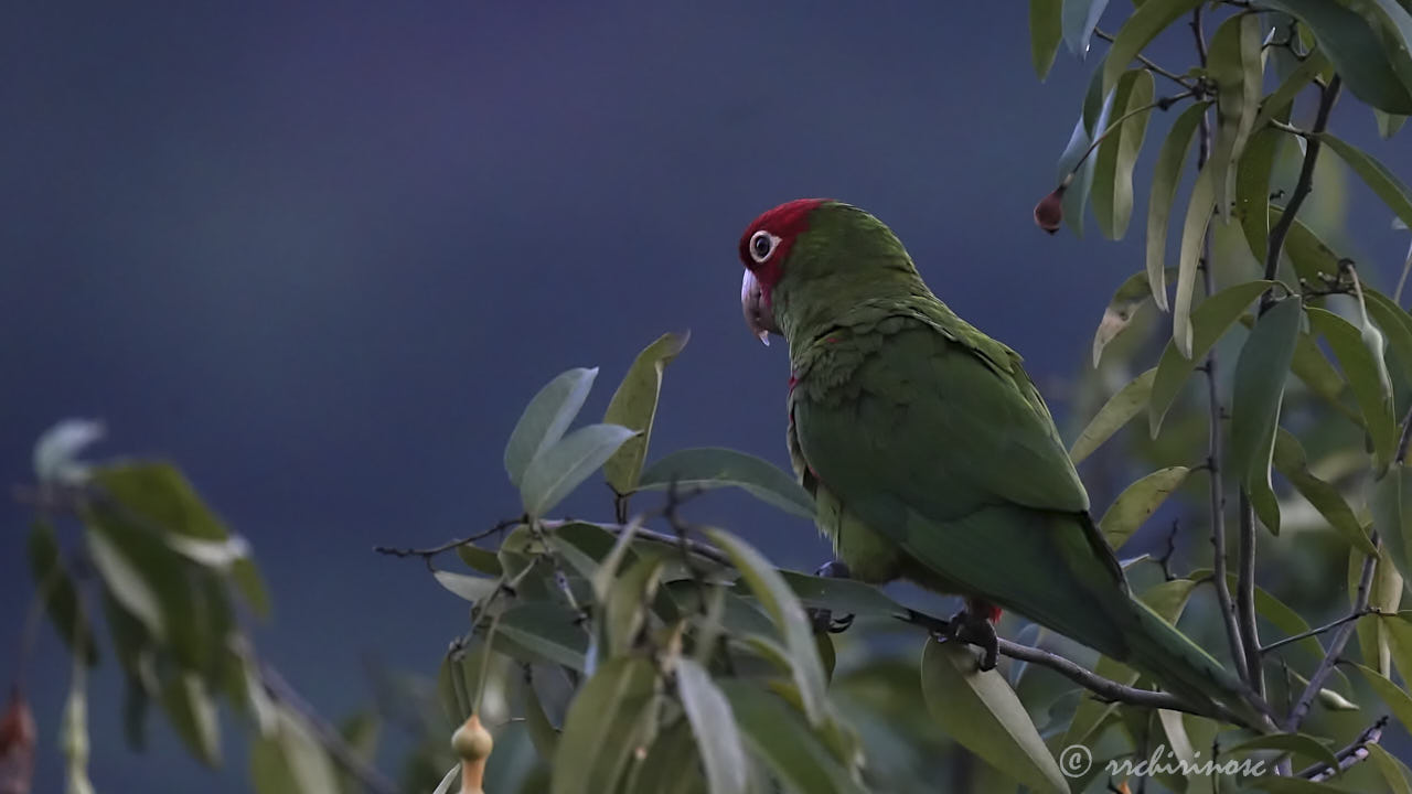 Red-masked parakeet