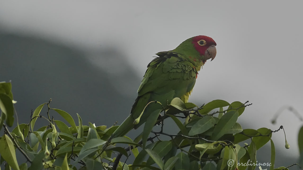 Red-masked parakeet