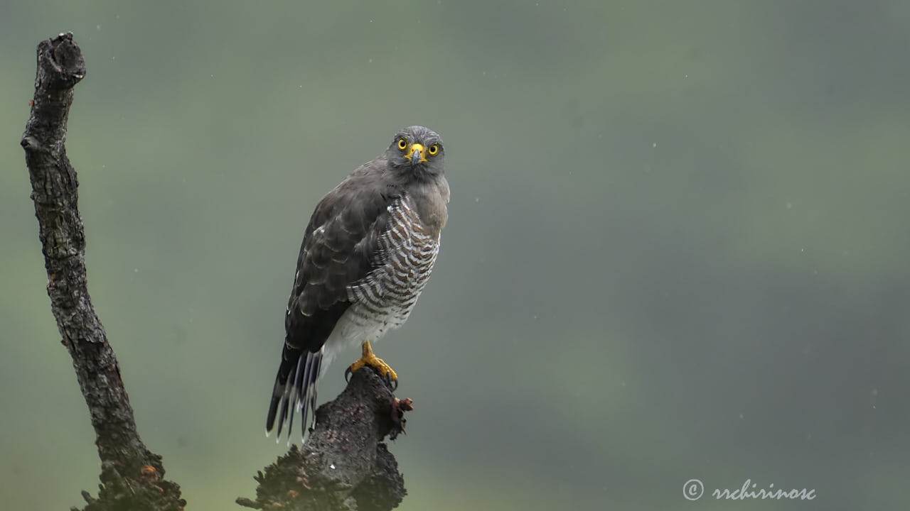 Roadside hawk