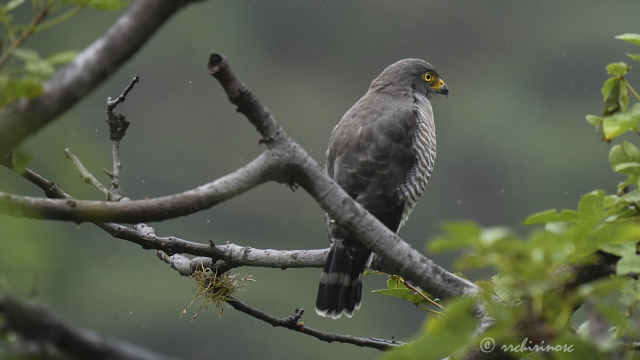 Roadside hawk