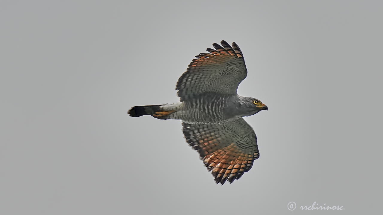 Roadside hawk