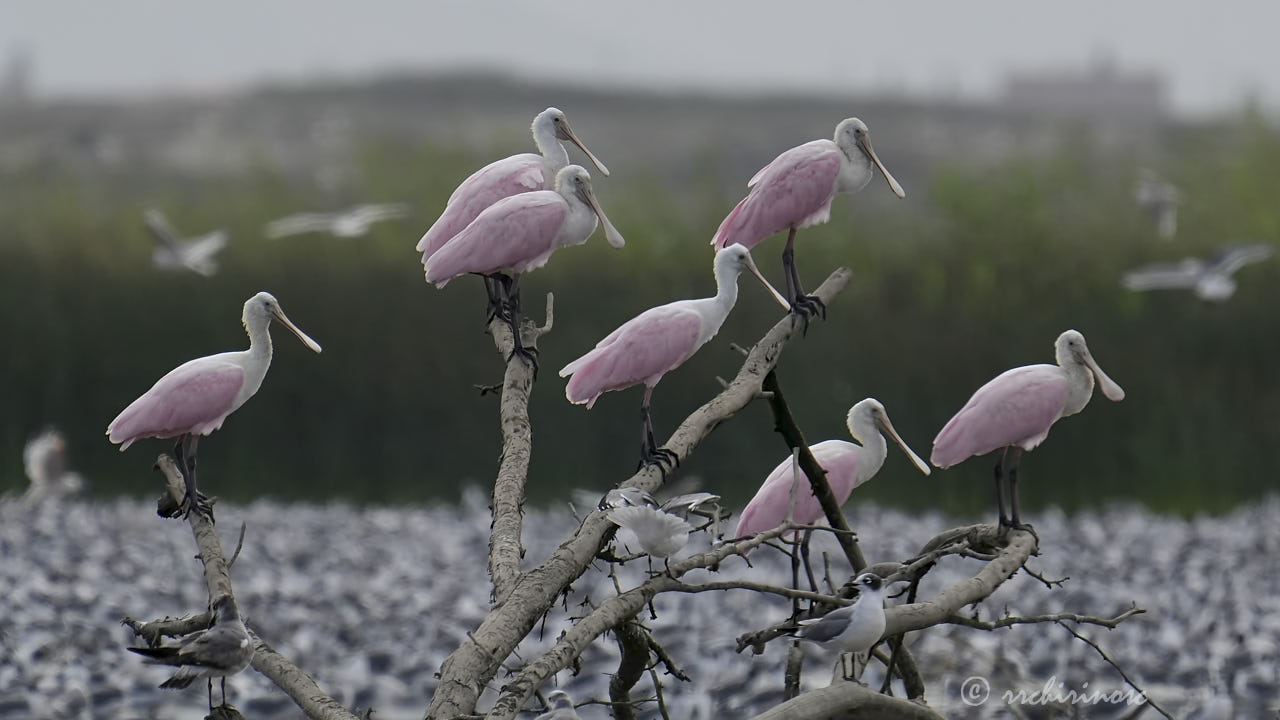 Roseate spoonbill