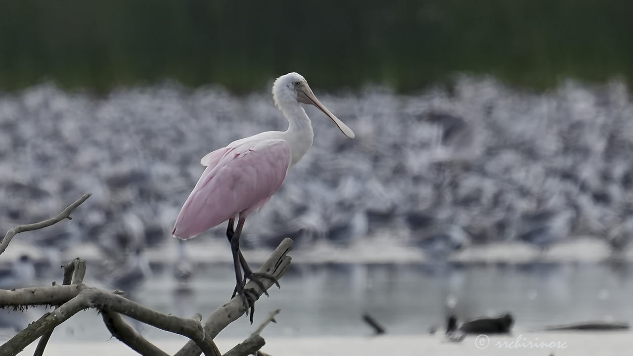 Roseate spoonbill
