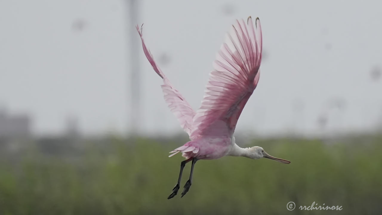 Roseate spoonbill