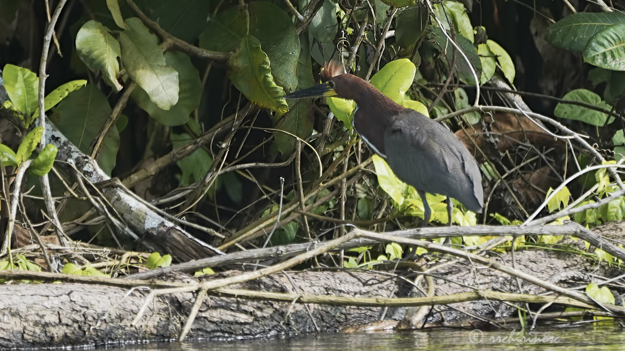 Rufescent tiger-heron