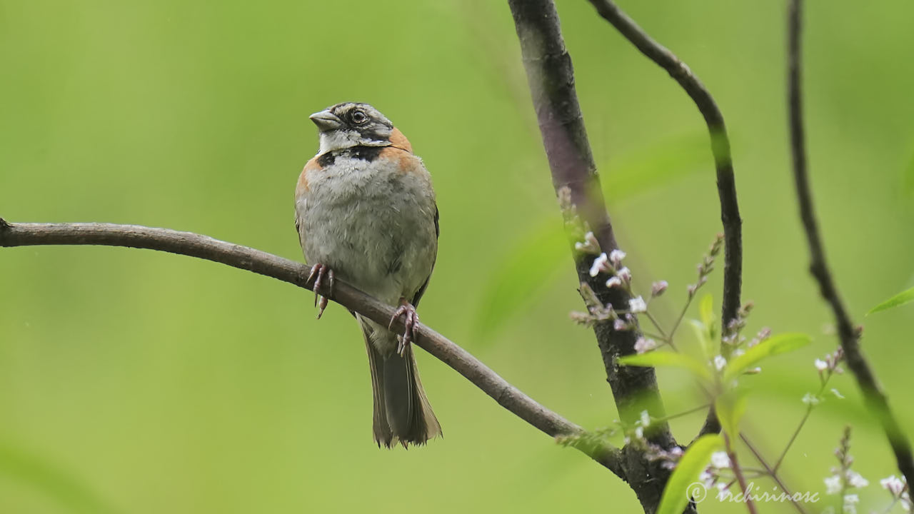 Rufous-collared sparrow