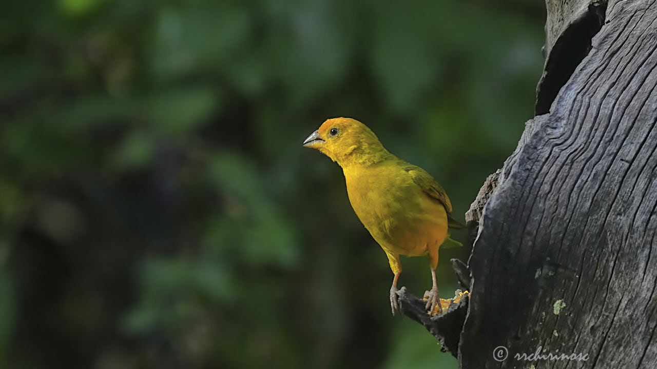 Saffron finch