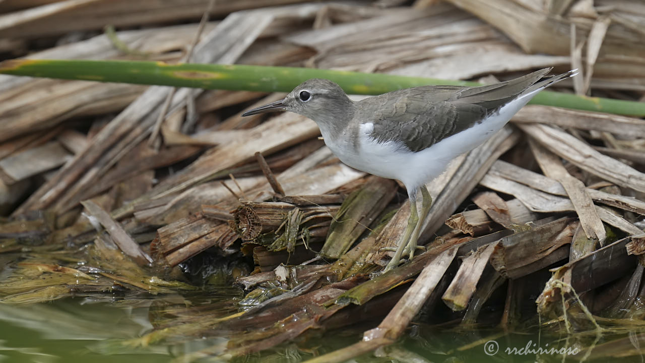Spotted sandpiper