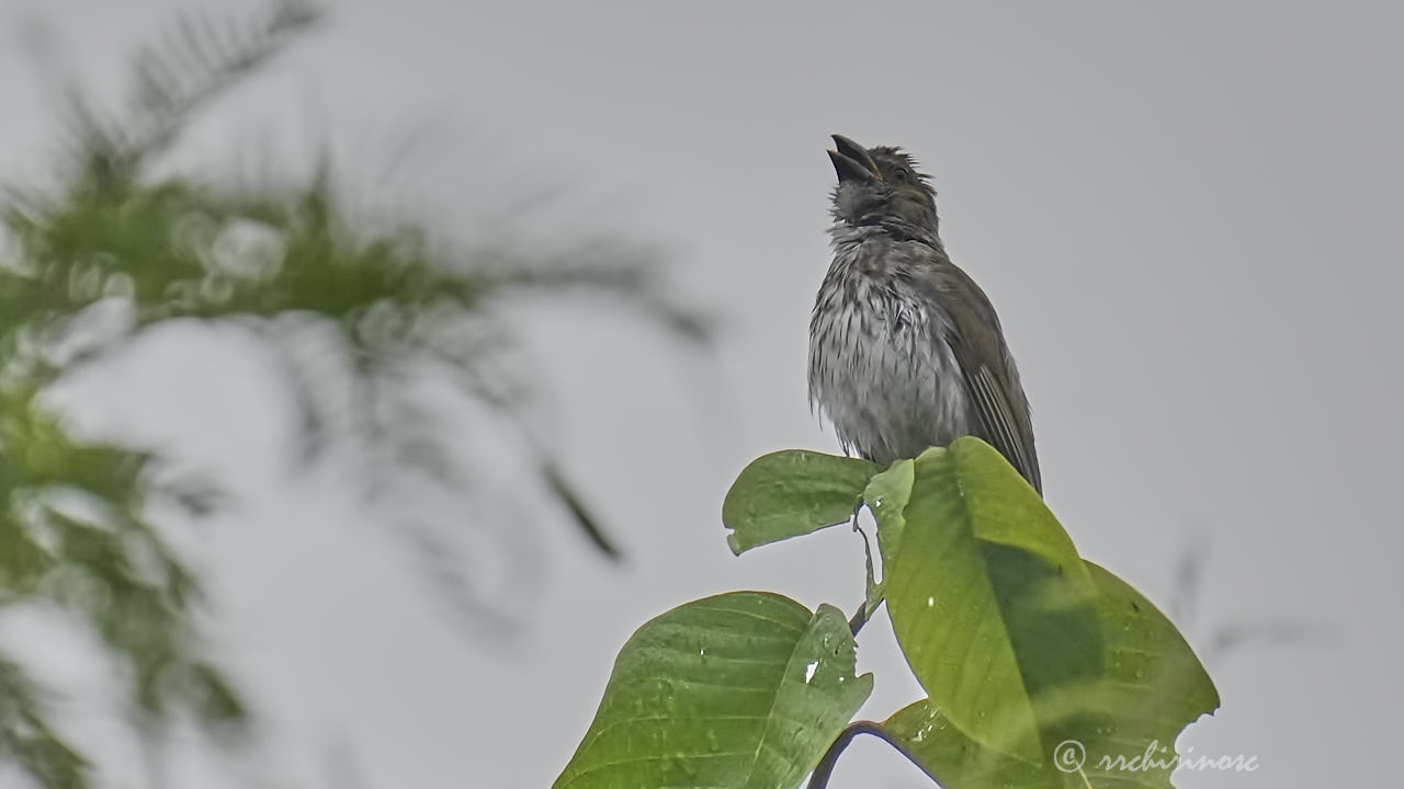 Streaked saltator