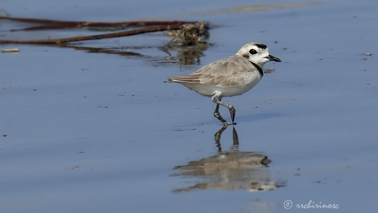 Snowy plover