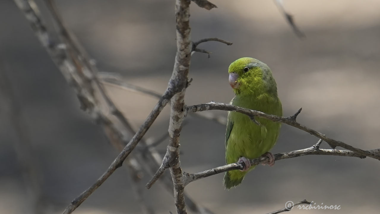 Pacific parrotlet