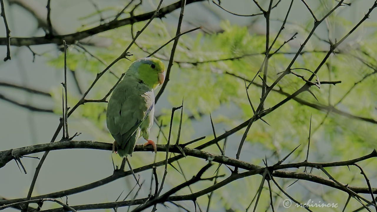 Pacific parrotlet