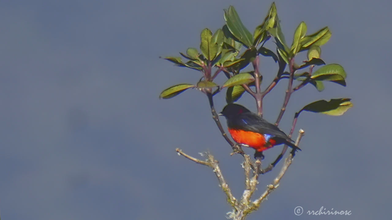 Scarlet-bellied mountain tanager