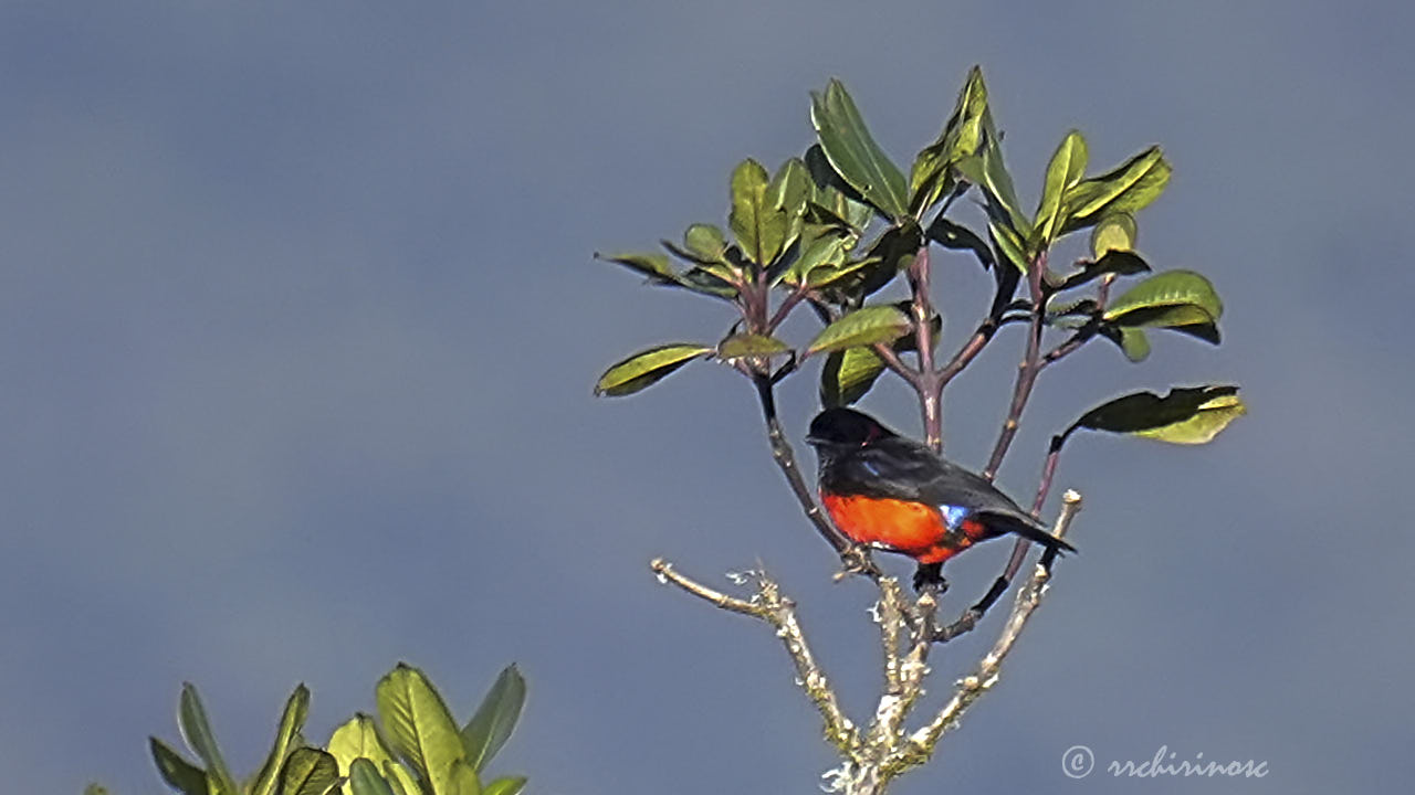Scarlet-bellied mountain tanager