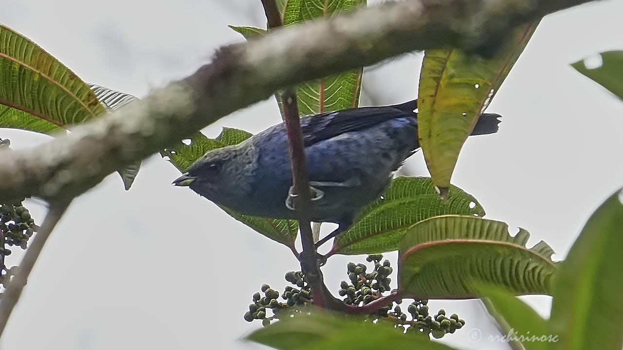 Blue-and-black tanager