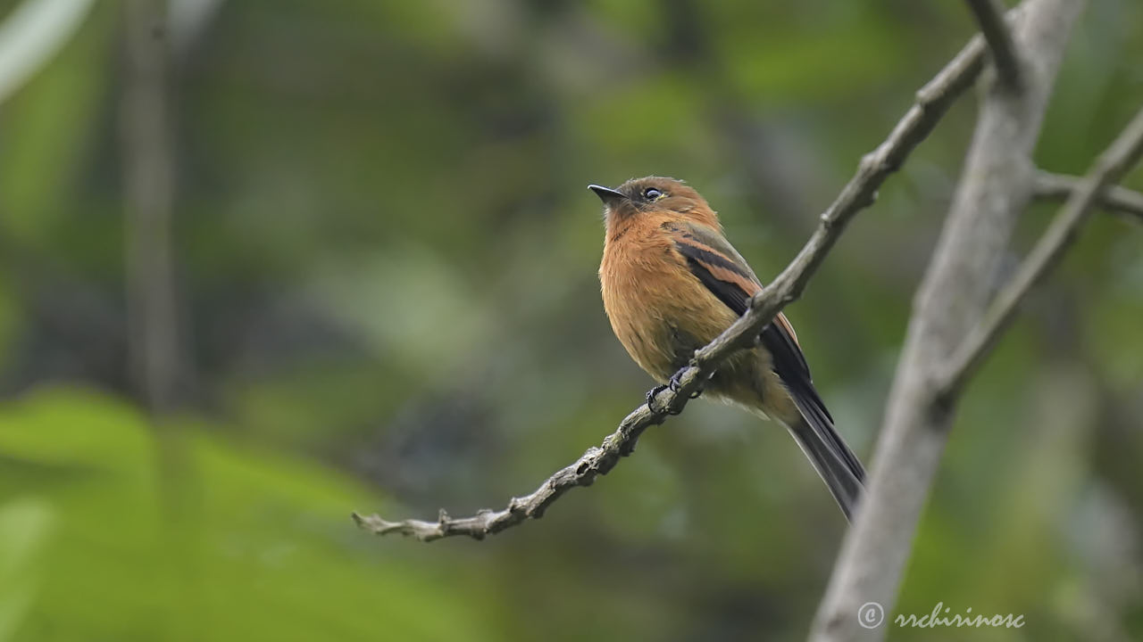 Cinnamon flycatcher