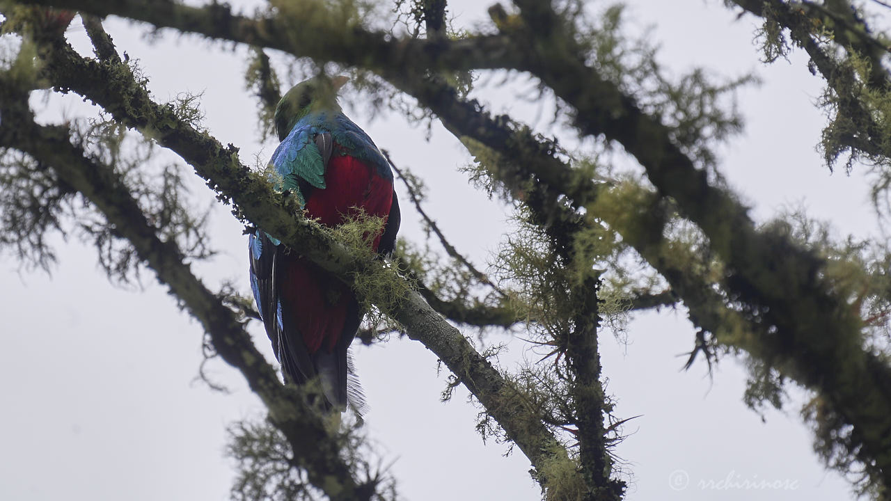 Golden-headed quetzal