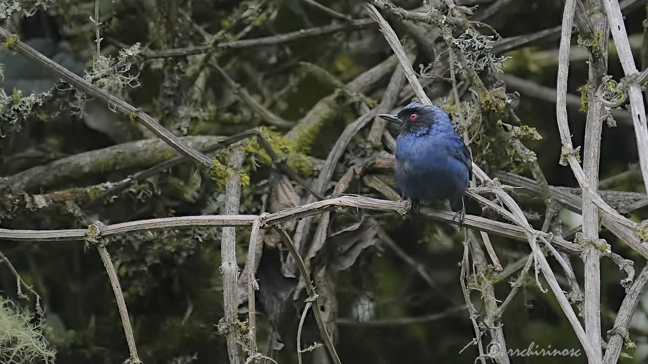 Masked flowerpiercer