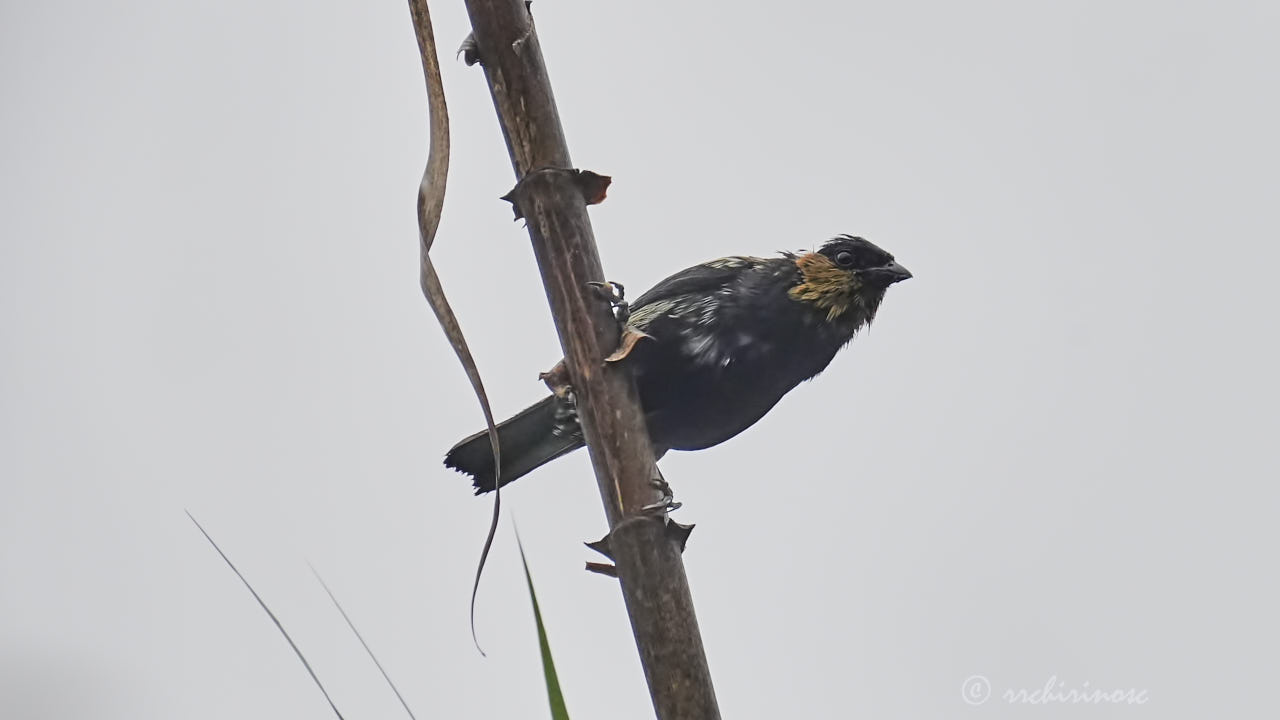 Silvery tanager
