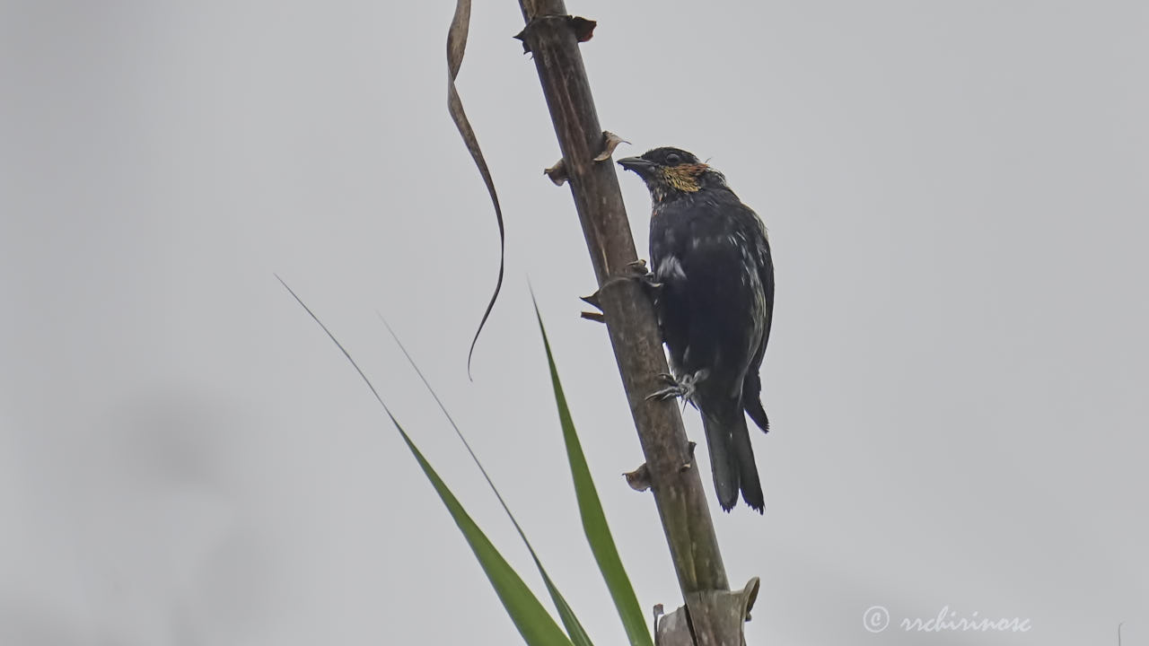 Silvery tanager