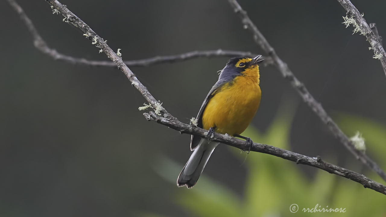 Spectacled redstart