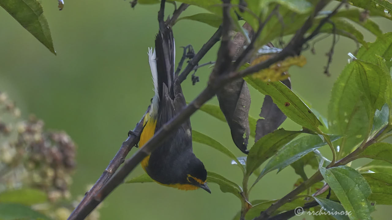 Spectacled redstart