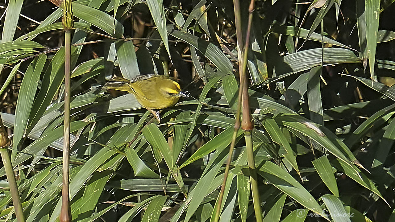 Citrine warbler