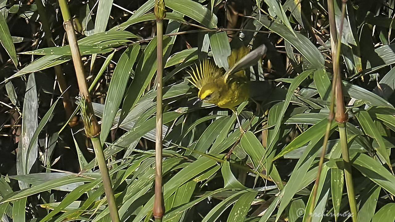 Citrine warbler