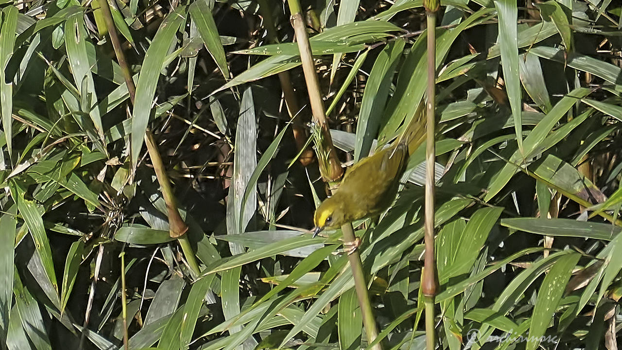 Citrine warbler