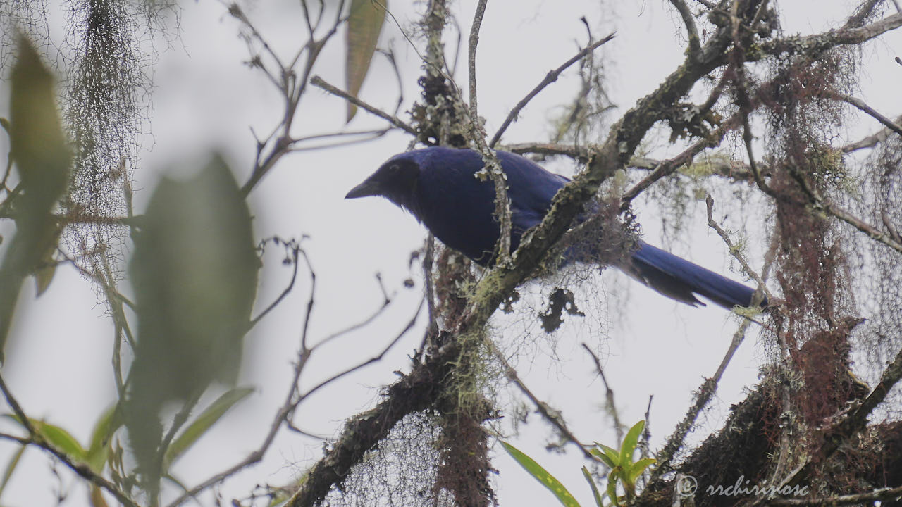 White-collared jay