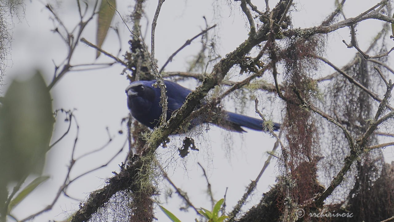 White-collared jay