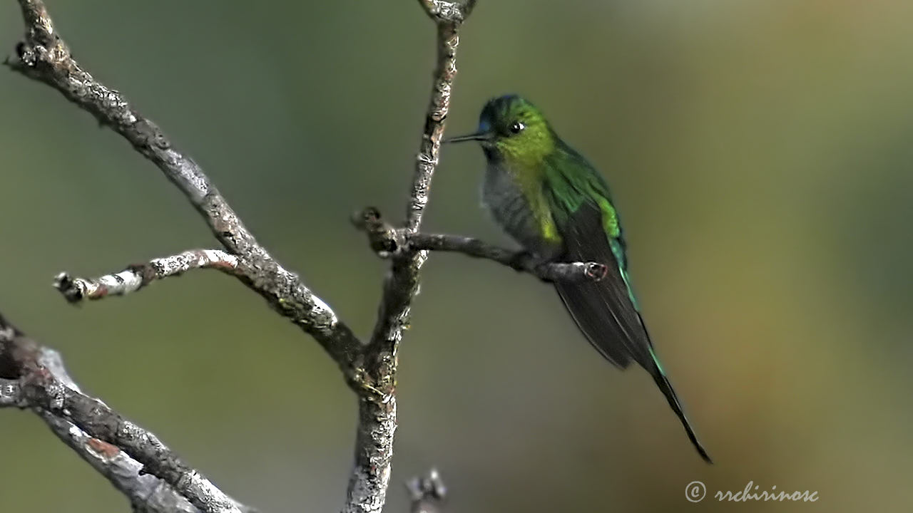 Long-tailed sylph