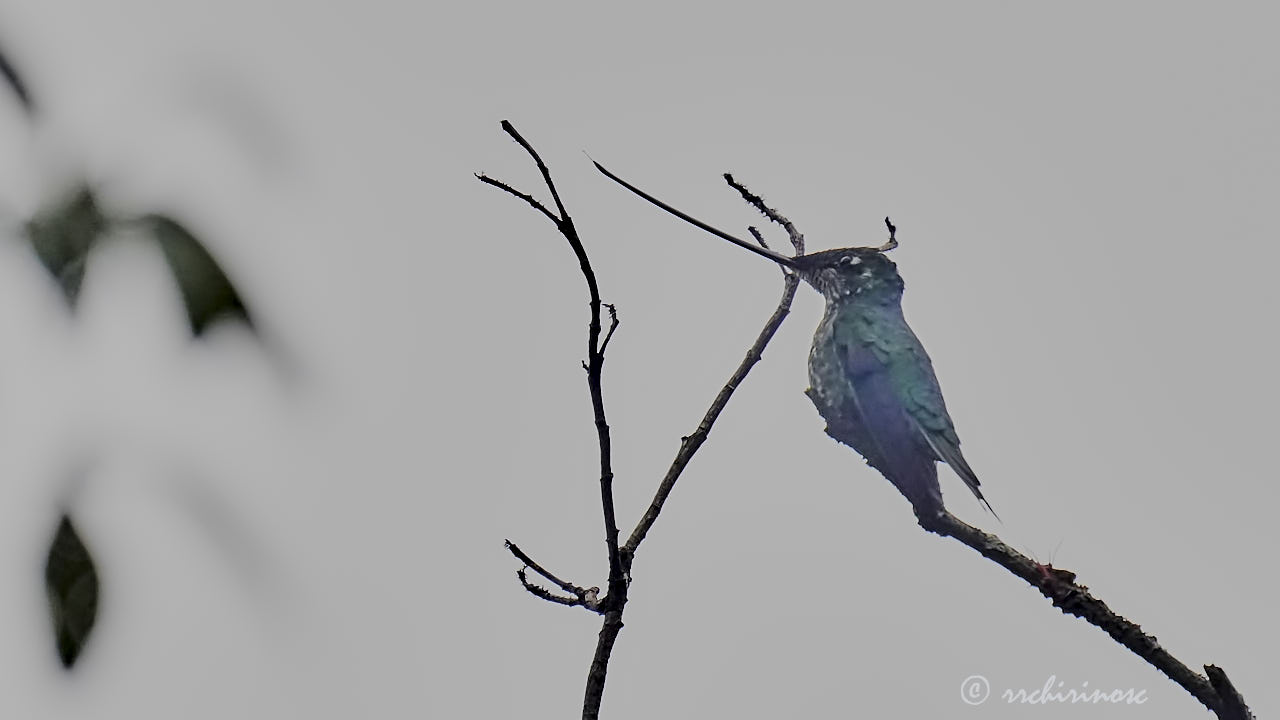 Sword-billed hummingbird