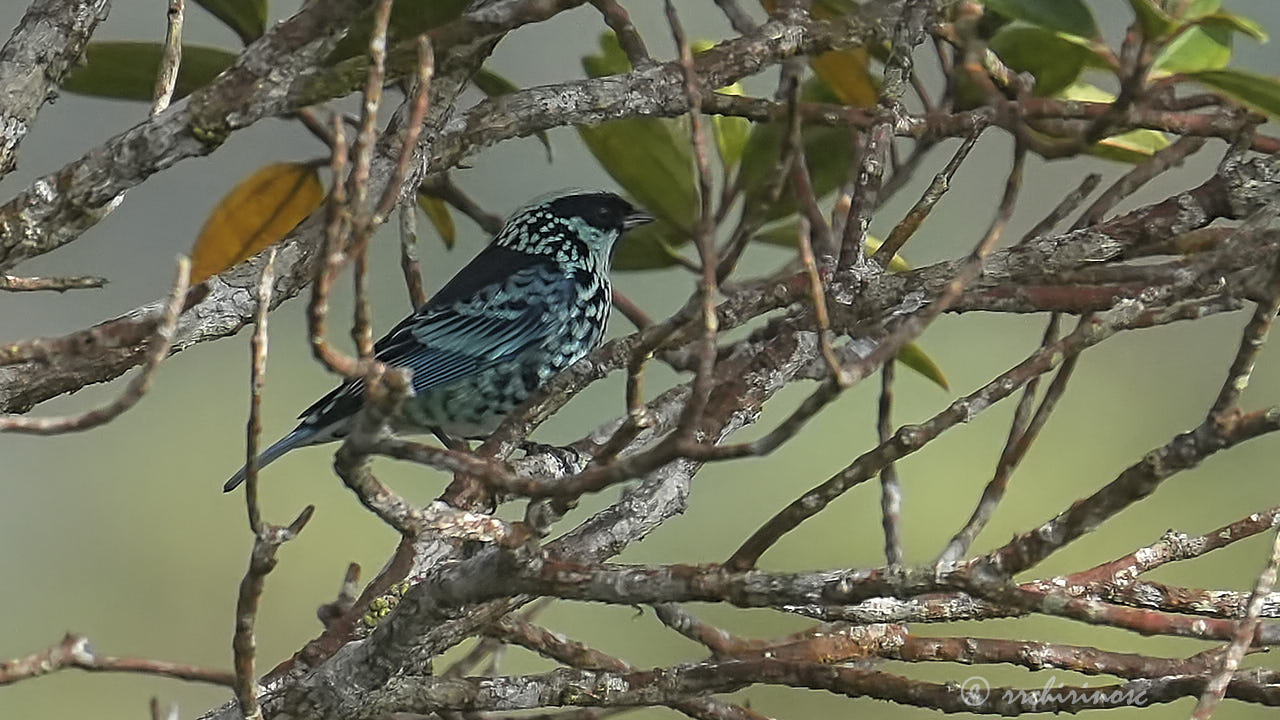Beryl-spangled tanager