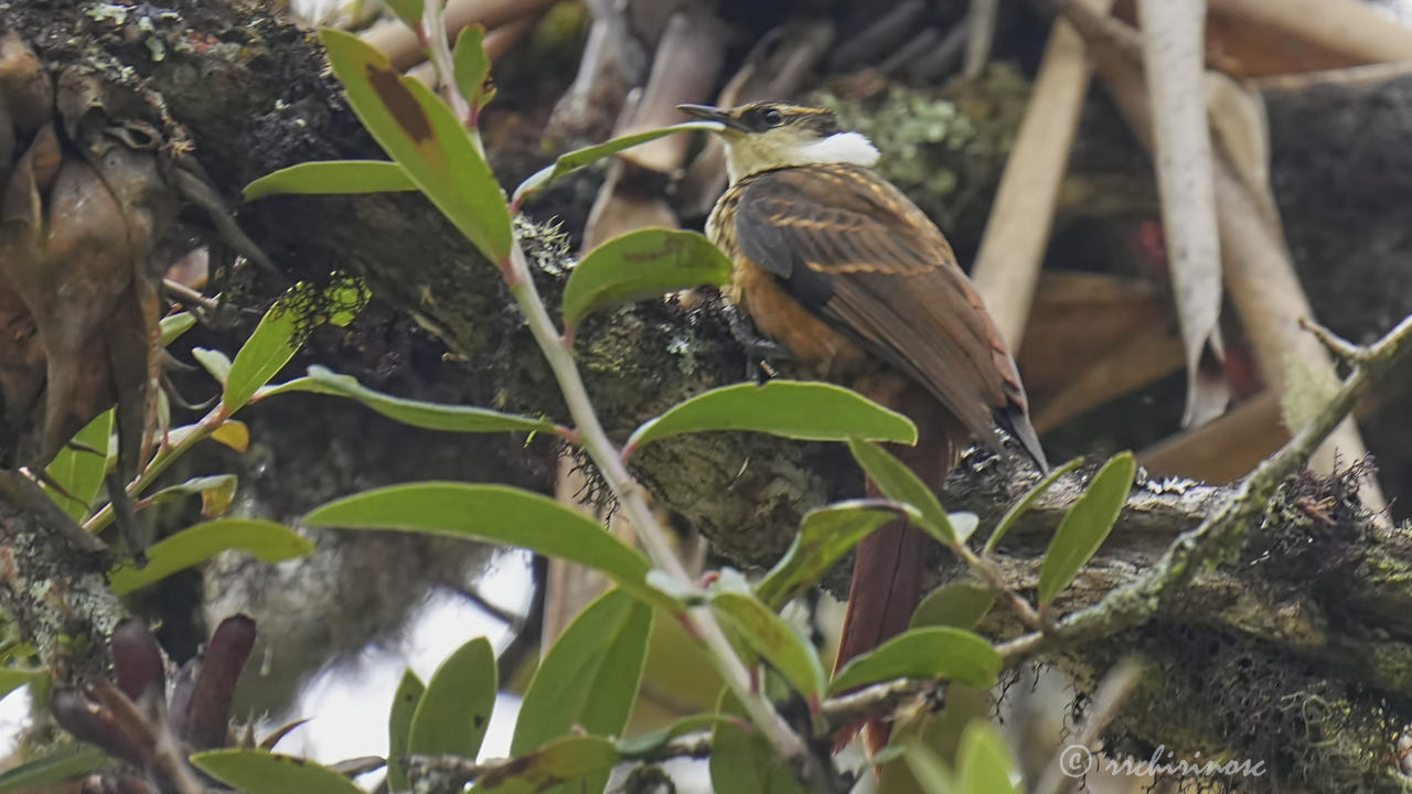 Streaked tuftedcheek