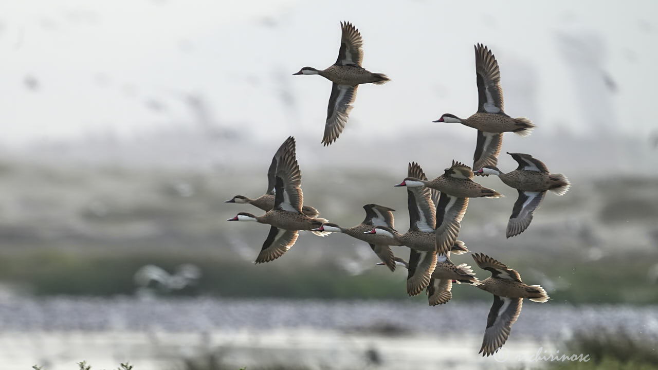 White-cheeked pintail