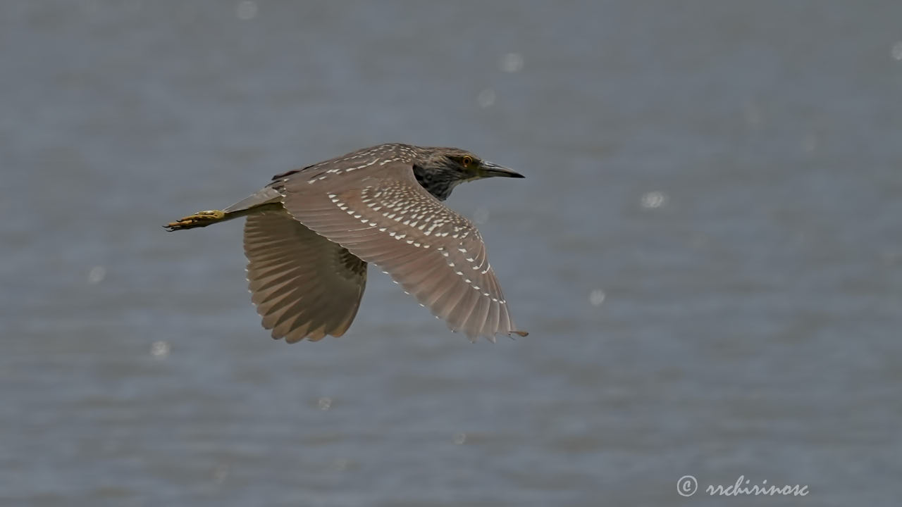 Black-crowned night heron