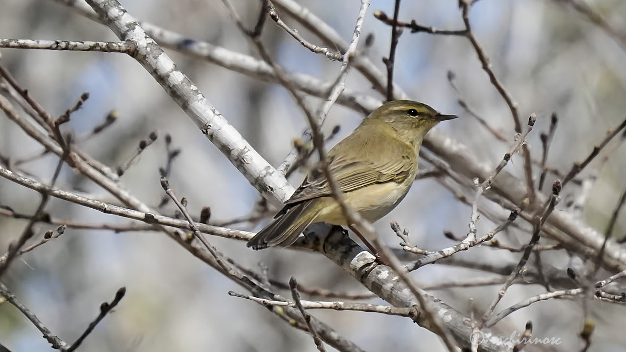 Willow warbler
