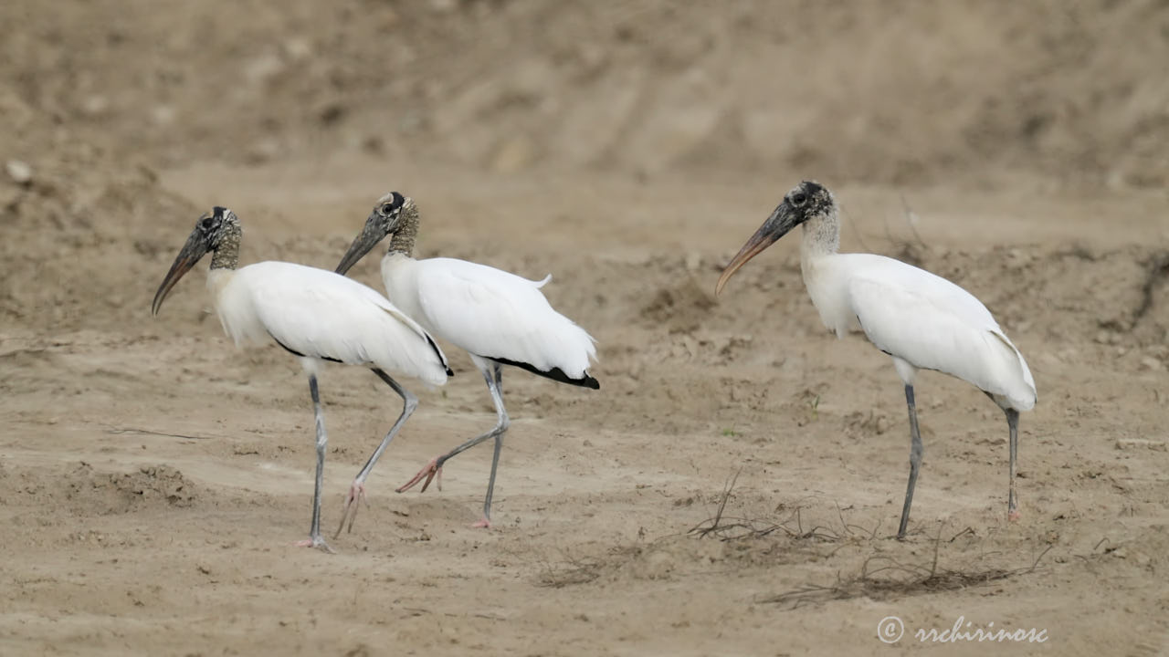 Wood stork