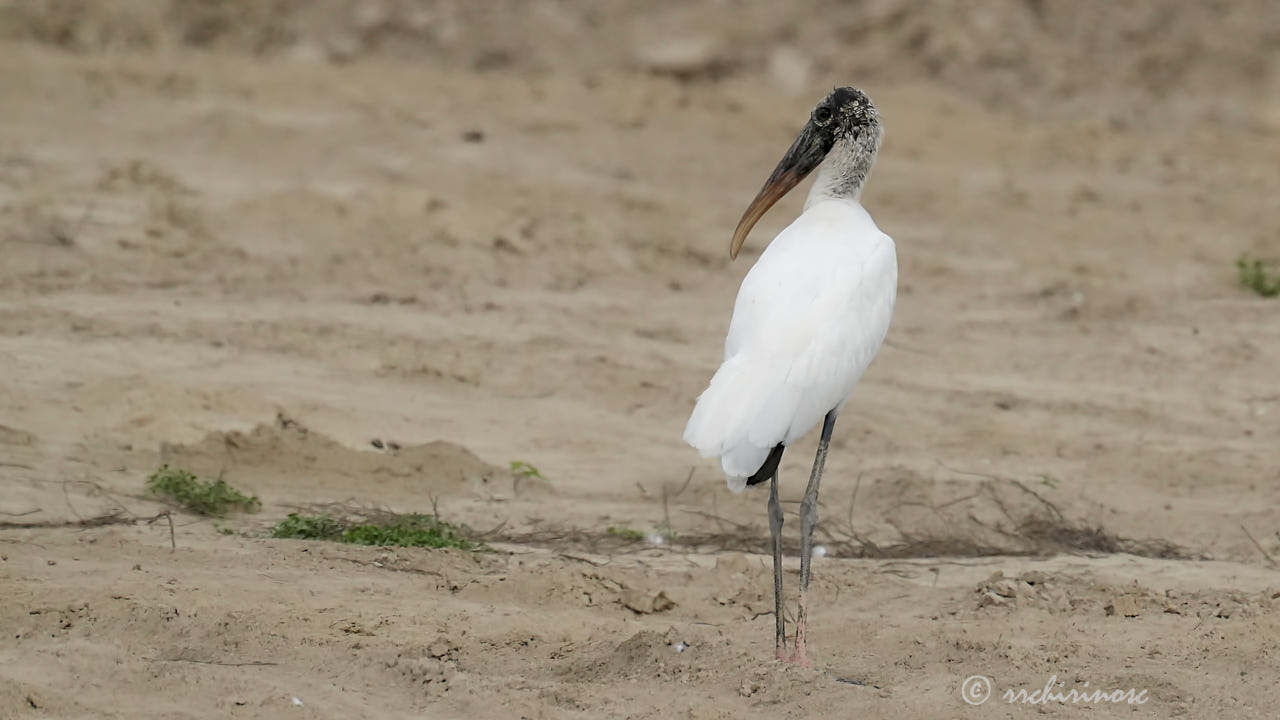 Wood stork
