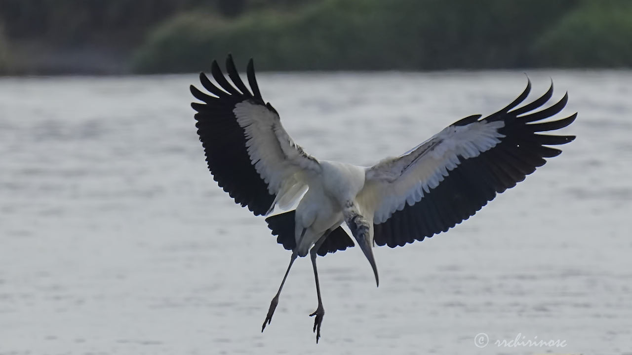 Wood stork