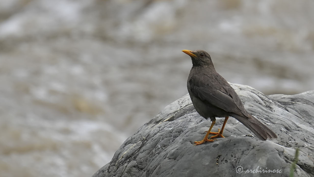 Chiguanco thrush