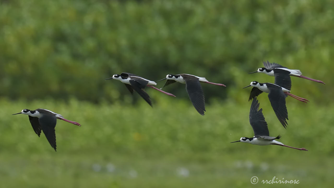 Black-necked stilt