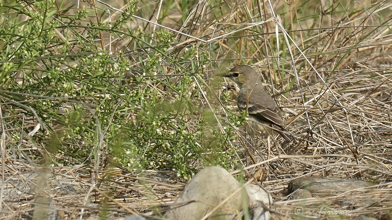 Short-tailed field tyrant