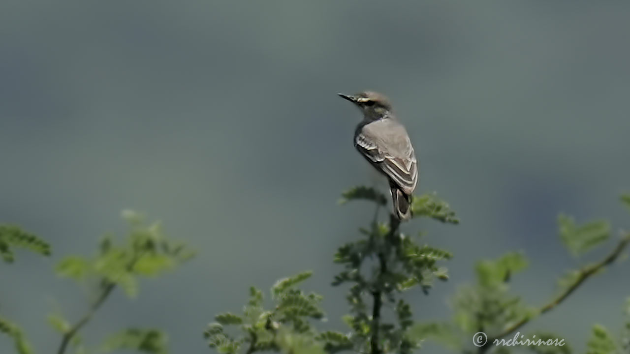 Short-tailed field tyrant