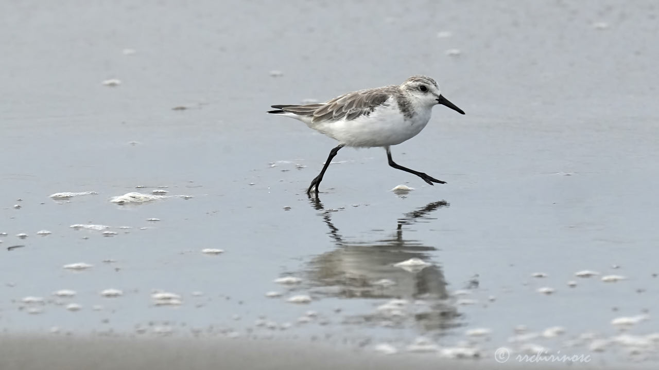 Sanderling