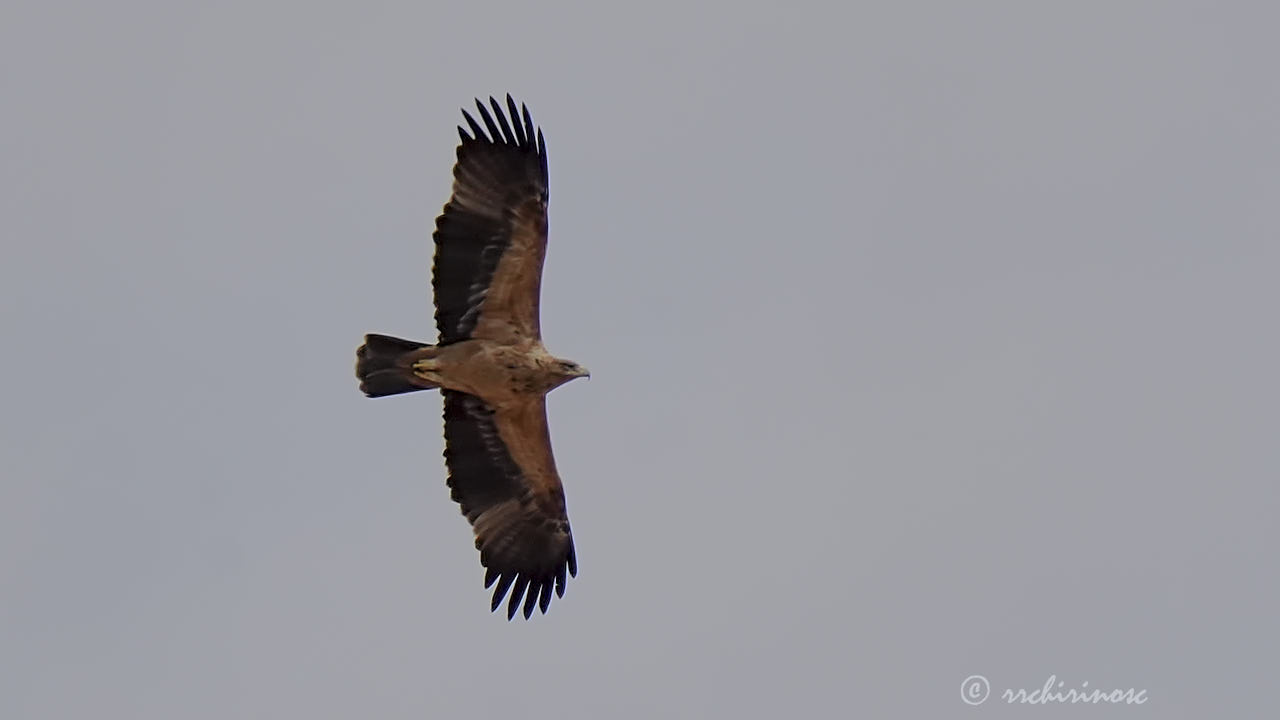 Spanish imperial eagle