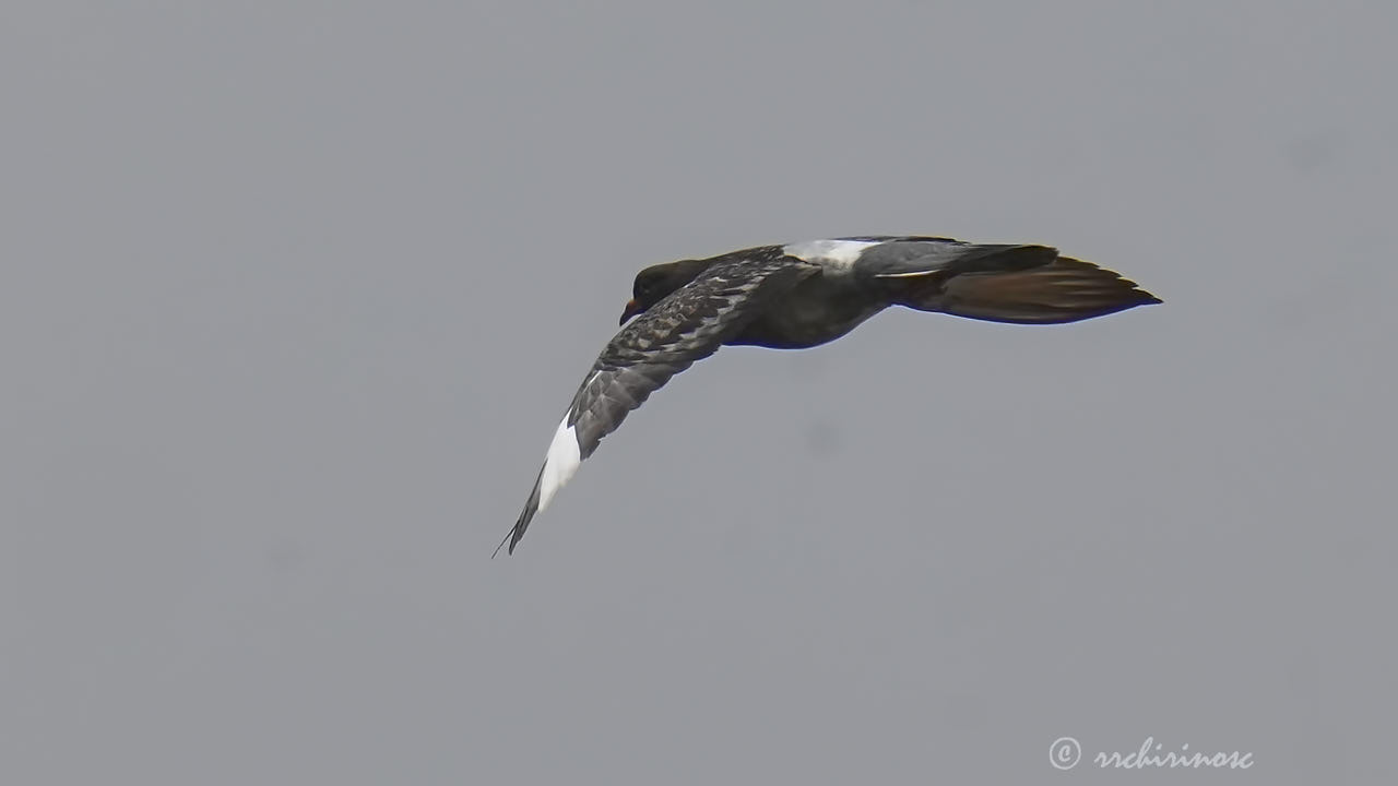 Feral pigeon